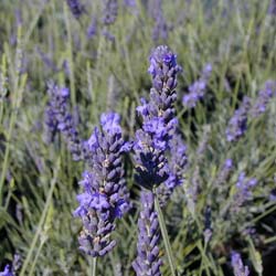 Lavanda 'Grosso'